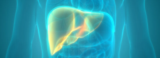 3D Illustration Concept of Human Internal Digestive Organ Liver Anatomy